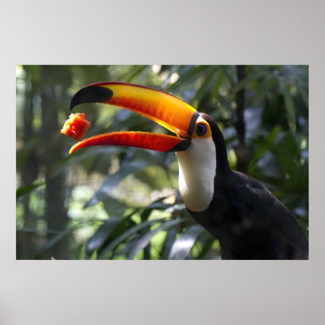 Toco Toucan Poster (Front)