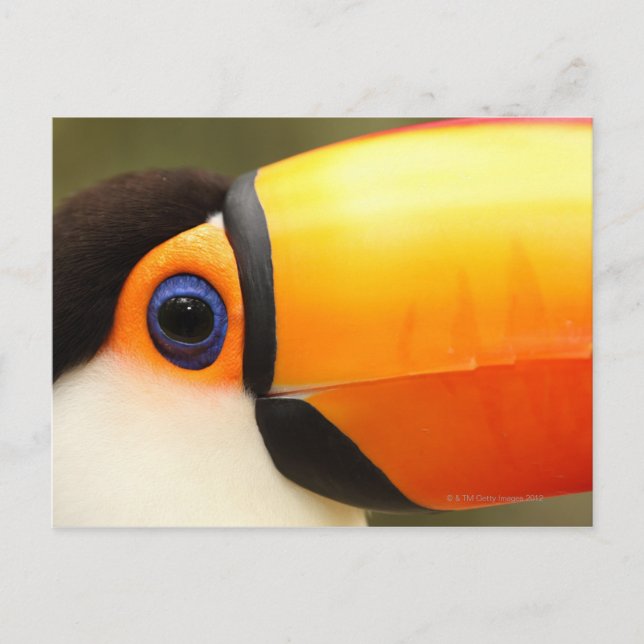 Toco Toucan (Ramphastos toco) is the largest Postcard (Front)