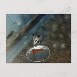 Toddler Opossum 1 Postcard