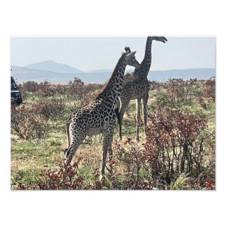 Together Across the Savanna – Two Giraffes Photo  Print