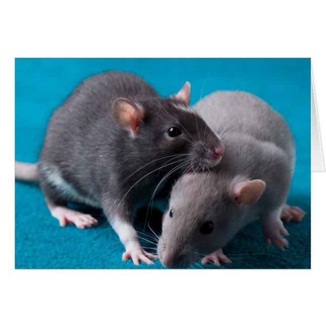 Together rats Card (Front Horizontal)