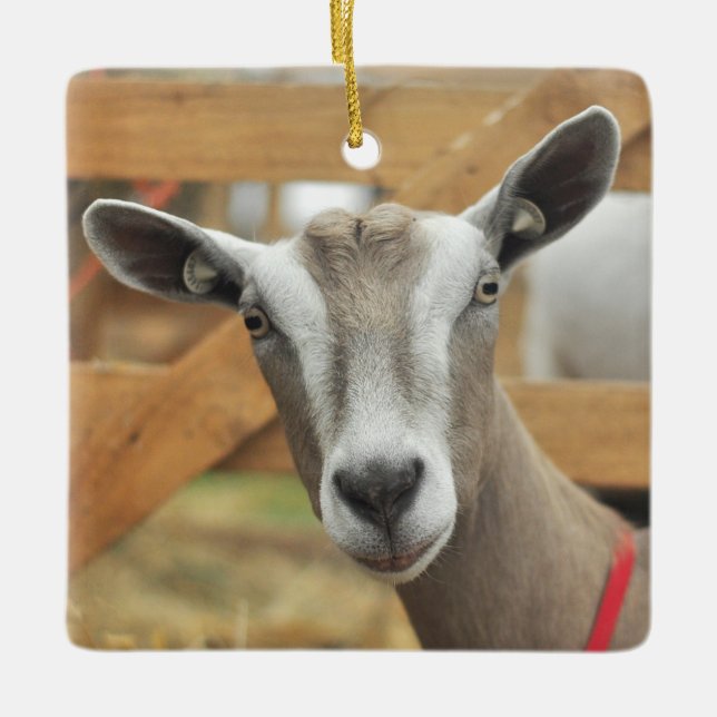 Toggenburg Dairy Goat Ceramic Ornament (Front)