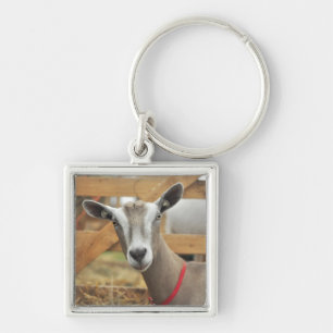 Toggenburg Dairy Goat Doe Keychain
