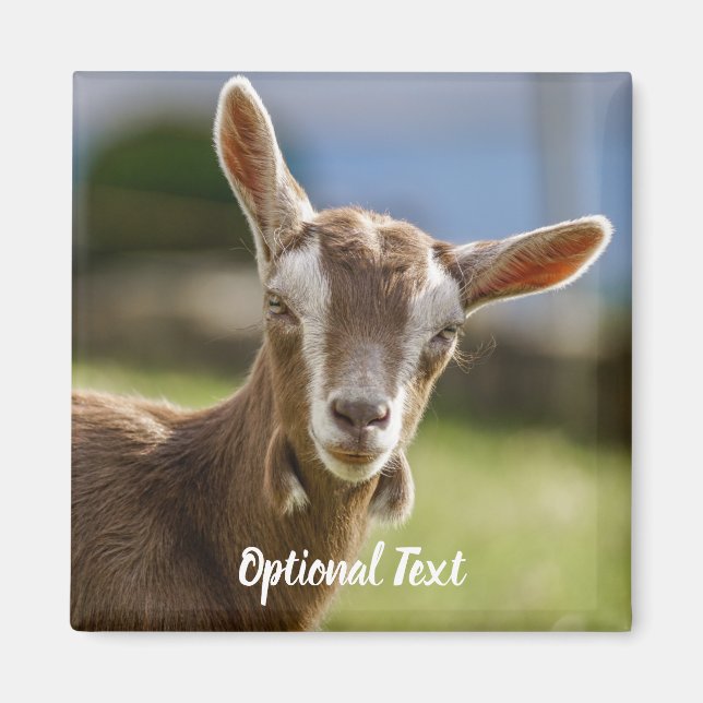 Toggenburg Dairy Goat Kid Magnet (Front)