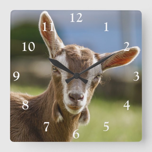 Toggenburg Dairy Goat Kid Square Wall Clock (Front)