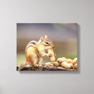 Toile 14x11 Chipmunk mangeant une cacahuète