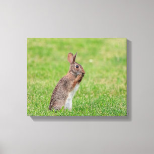 Toile 14x11 Lapin debout dans l'herbe et a l'air timide