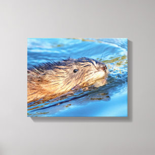 Toile 14x11 Muskrat dans les fermes de Vassar Réserve 