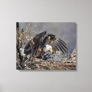 Toile 20x16 Aigle chauve avec son bébé