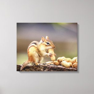 Toile 20x16 Chipmunk mangeant une cacahuète