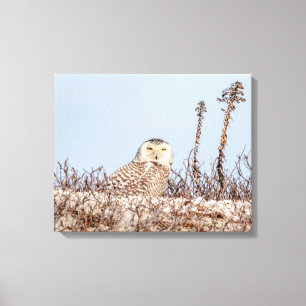 Toile 20x16 Chouette neige assise sur la plage