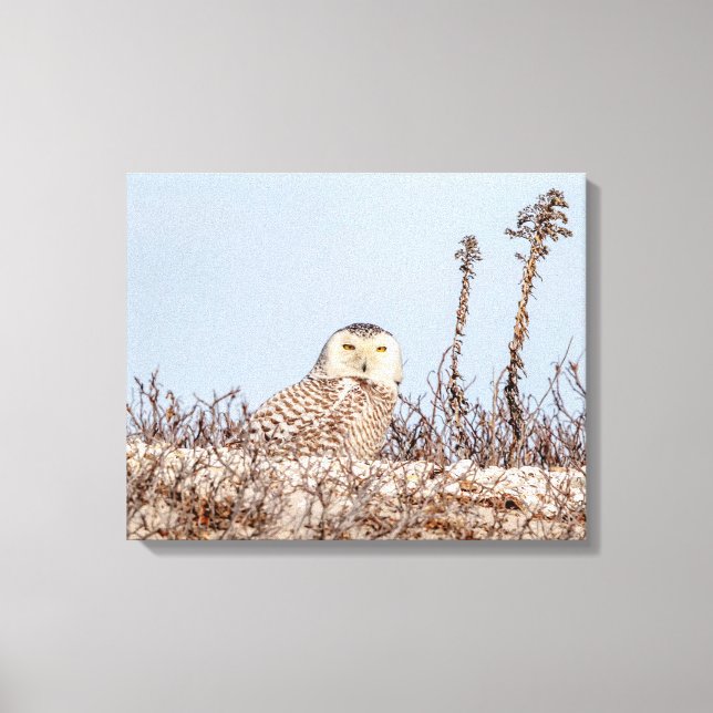 Toile 20x16 Chouette neige assise sur la plage (Recto)