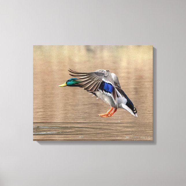 Toile 20x16 Mallard Canard en vol (Recto)