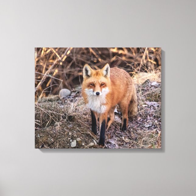 Toile 20x16 Red Fox haut proche et personnel (Recto)