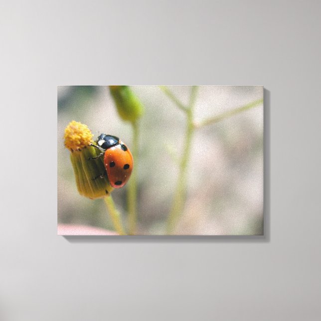 TOILE 24102385 (Recto)