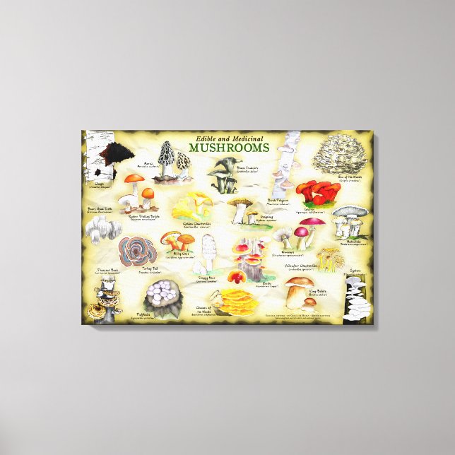 Toile 30x20 Champignons (Recto)
