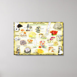 Toile 30x20 Champignons du Vermont