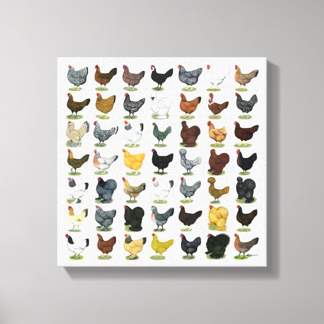 Toile 49 poules de poulet (Recto)