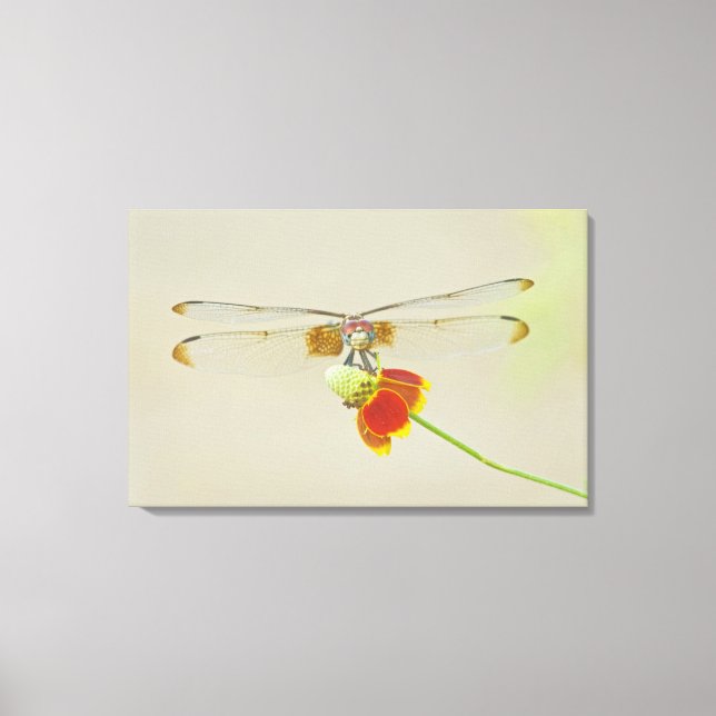 Toile à damiers de réglage (Dythemis fugax) sur le Mexiq (Recto)
