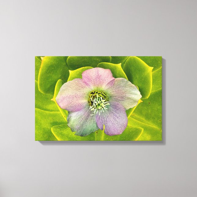 Toile A Hellebore,  a Lenten Rose (Recto)