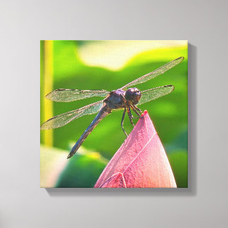 Toile A Slaty Skimmer dragonfly