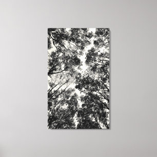 Toile À Travers Les Arbres, 2018 Images SVP