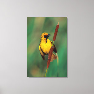 Toile A Village Weaver calling while perched on a reed