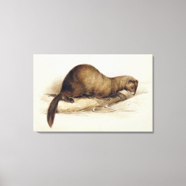 Toile A Weasel, 1832 (avec stylo, encre, gouache et gomm (Recto)