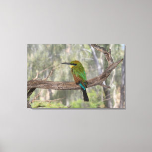 Toile Abeille arc-en-ciel, Australie