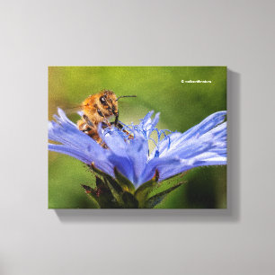 Toile Abeille de miel sur le radicchio florissant