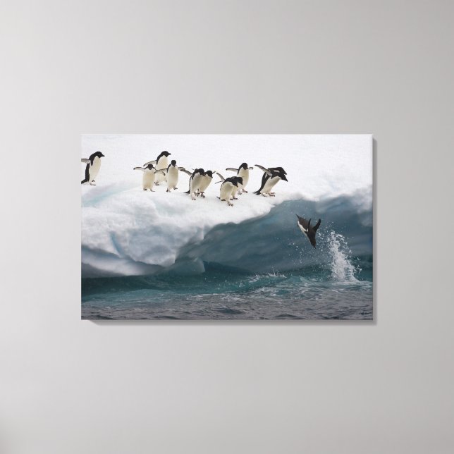 Toile Adelie Penguins plongée dans la mer Paulette (Recto)