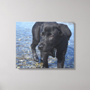 Toile Adorable Chien de Chien Chien De Chien De Chien Du
