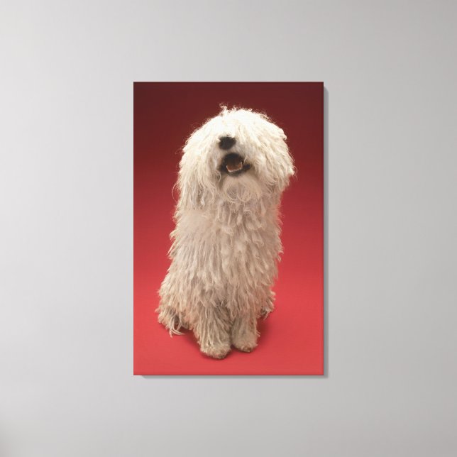 Toile adorable chien Komondor (Recto)