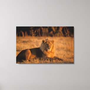 Toile Afrique, Botswana, delta de l'Okavango. Lion (Pant
