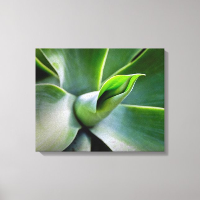 Toile Agave Attenuata (Recto)