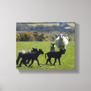 Toile Agneaux de mouton Bodmin Moor Cornwall Angleterre
