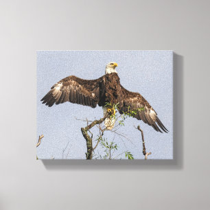 Toile Aigle