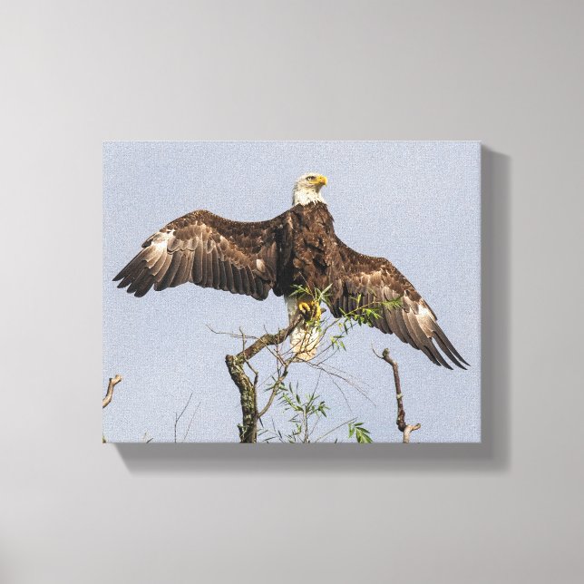 Toile Aigle (Recto)