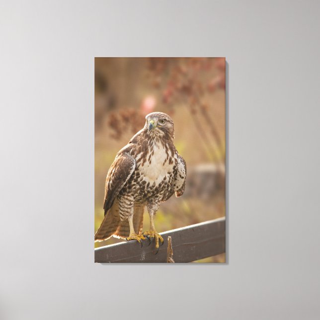 Toile Aigle à queue rouge juvénile (Recto)