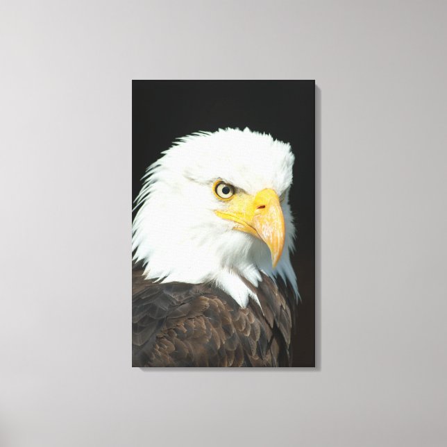 Toile - Aigle d'oiseaux naturels (Recto)
