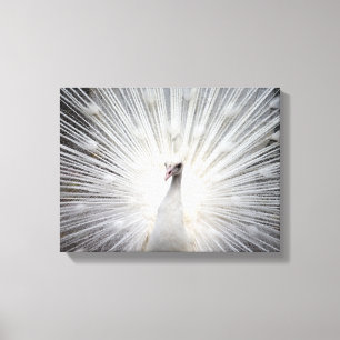 Toile Albino blanc Peacock Art étonnant