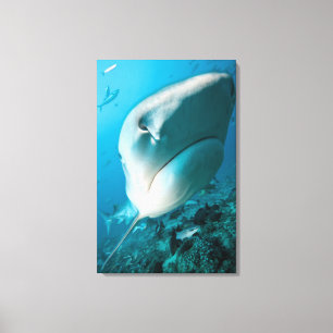 Toile Alimentation de requin de requin de tigre