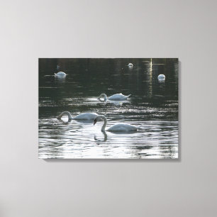 Toile Alimentation des cygnes, Lac Roath Park, Cardiff