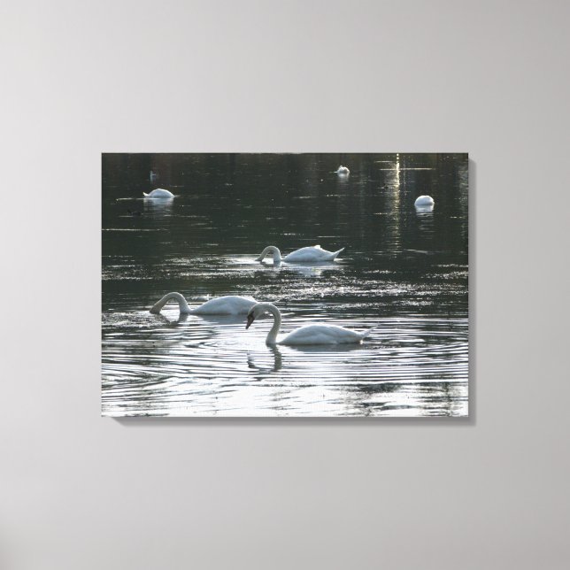 Toile Alimentation des cygnes, Lac Roath Park, Cardiff (Recto)