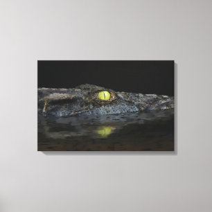 Toile Alligator américain