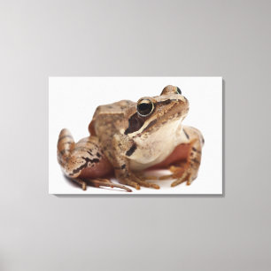 Toile Amarrez la grenouille - arvalis de Rana