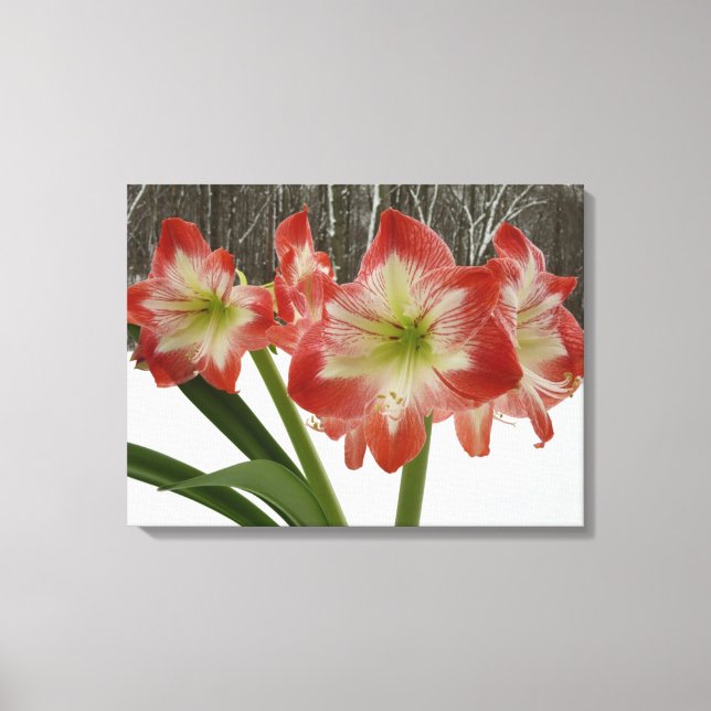 Toile Amaryllis en Fête Rouge Neige Hiver Floral (Recto)
