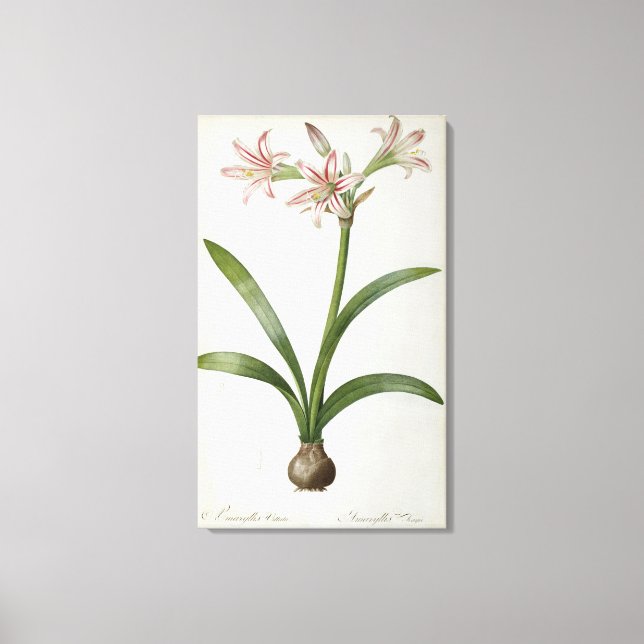 Toile Amaryllis Vittata (Recto)
