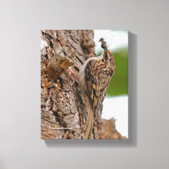 Toile American Treecreeper avec bug (Recto)