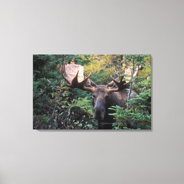 Toile Amérique du Nord, Canada, Nouvelle-Écosse, Cap-Bre (Recto)